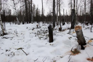 Югорчанин незаконно вырубил лес на 92 тысячи рублей // ВИДЕО