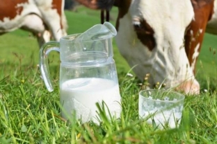 В России могут возникнуть перебои с поставками молока