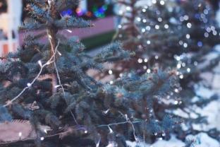 Подарить вторую жизнь новогодней красавице. Югорчан призывают правильно утилизировать праздничные елки