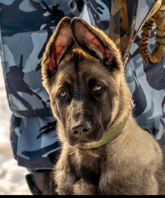На службу в сургутское УФСИН поступил 4-месячный щенок овчарки