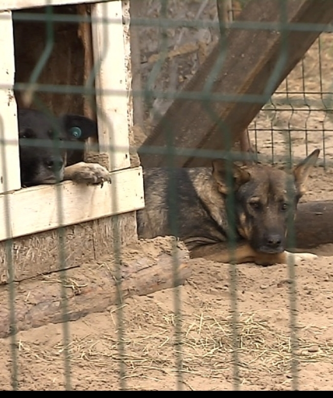 В Сургутском районе бесплатно чипируют и вакцинируют собак