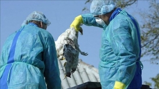 В Югре «птичий грипп» привел к ликвидации целой фермы