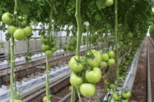 В Сургут привезут 18 тонн помидоров из Крыма