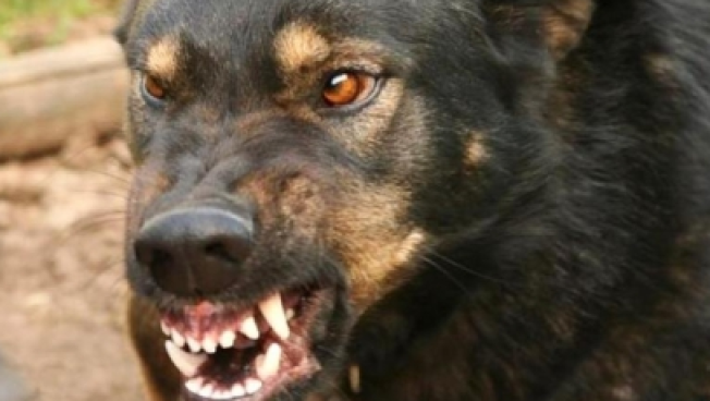 Следователи заинтересовались случаями нападения собак на жителей Югорска и Мегиона