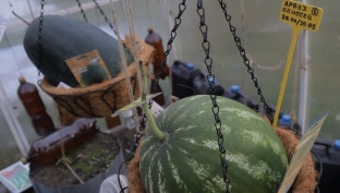 Сургутянин на даче выращивает семикилограммовые арбузы