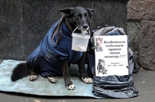 Вартовчане собирают корм для бездомных собак