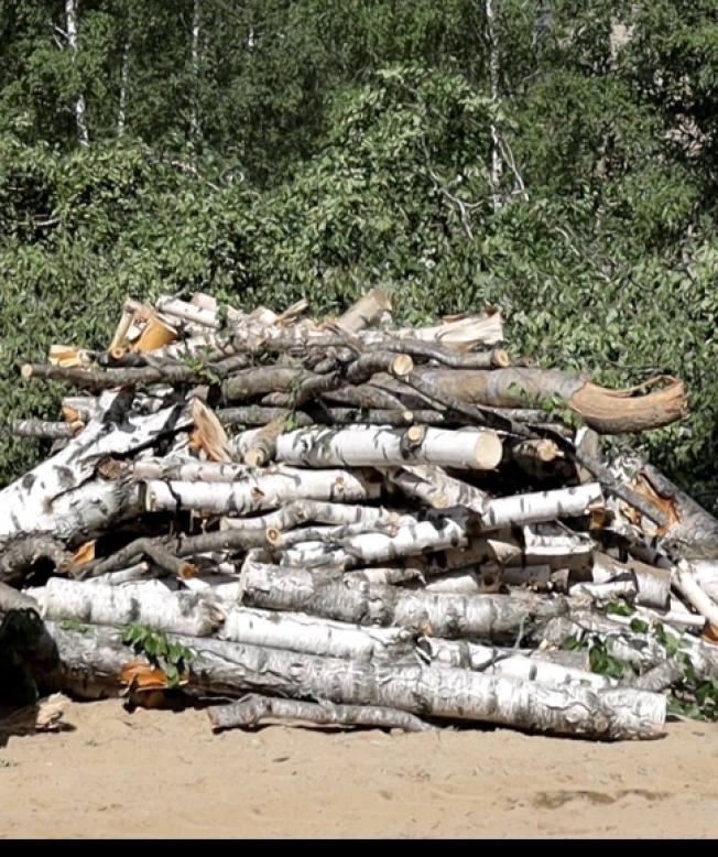 Озеленение и вырубка. Сургутяне массово жалуются на уничтожение деревьев в их дворах