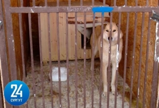 Жители Белого Яра борются за собственный покой с руководством приюта для собак