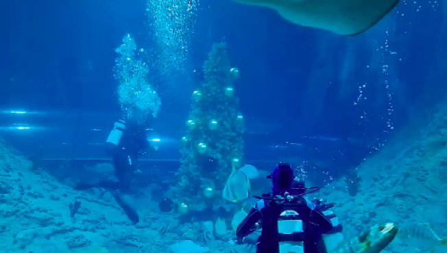 В ХМАО установили елку в аквариуме океанариума