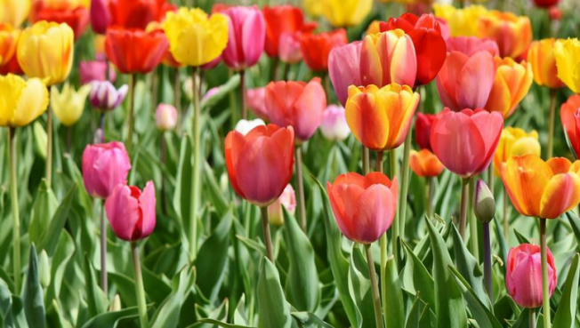 Ко Дню Победы в Сургуте распустятся тюльпаны