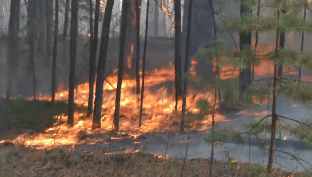 В Тюменской области бушуют лесные пожары
