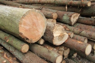 Житель Томской области незаконно вырубил в Югре лес на 11 миллионов рублей