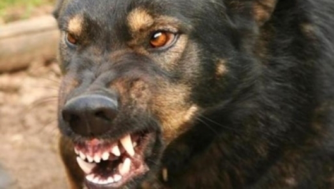 Следователи выясняют обстоятельства нападения бездомных собак на женщину в Нефтеюганске