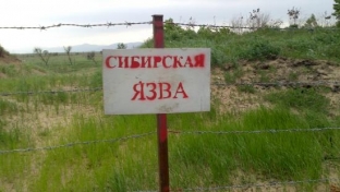 В соседнем Ямало-Ненецком округе зафиксирована вспышка сибирской язвы