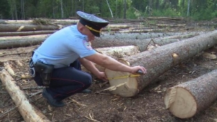 Прокуратура Югры выявила новый факт нарушения лесного законодательства