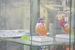 Полторы тысячи сургутских школьников побывали на каникулах в Музее сердца