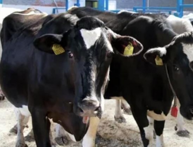 Специалисты ветеринарной службы Югры зафиксировали четыре случая вируса лейкоза крупного рогатого скота