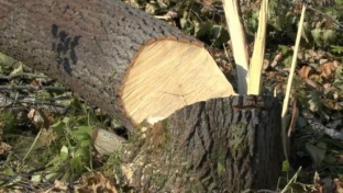 За лес ответишь! Житель Сургутского района незаконно вырубил деревья