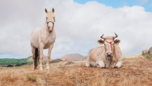 Лошади и коровы на самовыгуле стали головной болью жителей Сургутского района