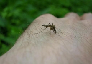 В Сургуте избавятся от комаров и мошек