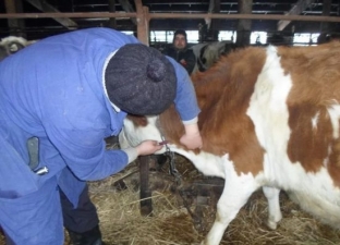 В Югре ведут работу по профилактике вируса лейкоза крупного рогатого скота