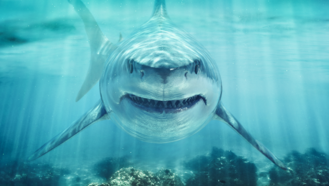 Югорчане не хотят ехать в Египет из-за нападения акул