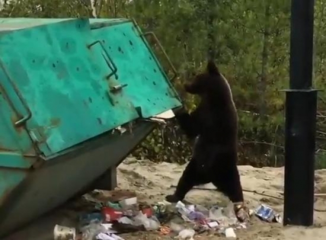 На одной из буровых в окрестностях Нижневартовска к нефтяникам вышел медведь
