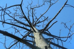 В Ханты-Мансийске к октябрю исчезнут все сухие деревья