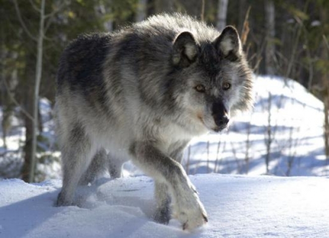 В югорском поселке школьников переводят на дистант из-за нашествия волков
