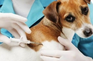 Правительство России одобрило законопроект о чипировании животных
