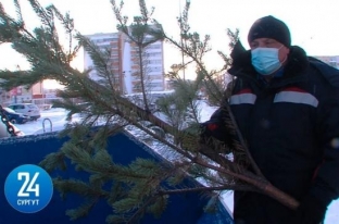 Сургутян призывают правильно утилизировать елки