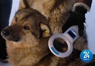 Отлов – стерилизация – вакцинация – возврат. Власти и ветеринарные врачи Сургутского района проверили бездомных собак в поселениях