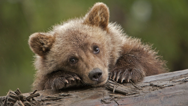 В ХМАО возбудили уголовное дело из-за убийства медвежонка