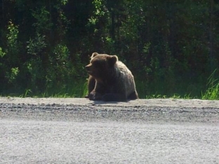 В Югре на трассе образовалась пробка из-за вышедшего на дорогу медведя
