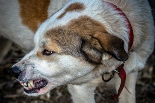 В Сургутском районе собака напала на ребенка