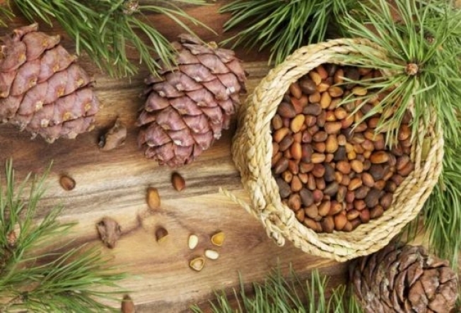 Югорские кедровые орехи стали резко популярны в России