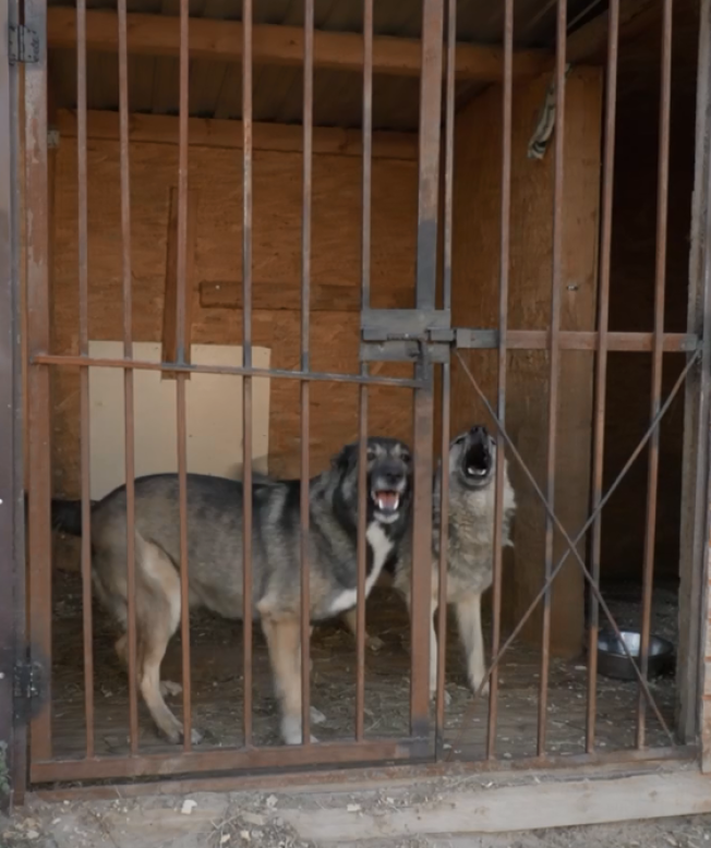 Помощь братьям нашим меньшим. Приют для собак в Сургуте нуждается в поддержке