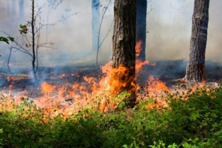 В Югре уменьшилась площадь лесных пожаров