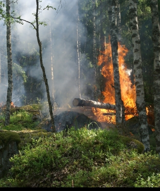 Ущерб от лесных пожаров в Сургутском районе составил 33 миллиона рублей