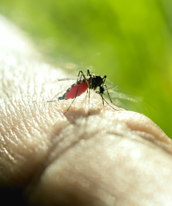 В Сургуте летом прогнозируют нашествие комаров и мошек