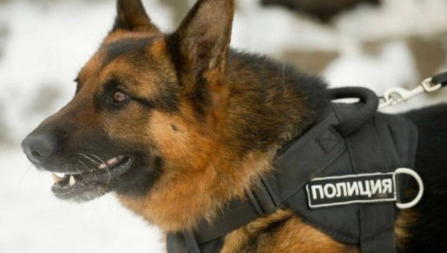 В Сургуте служебная собака помогла обнаружить наркотики