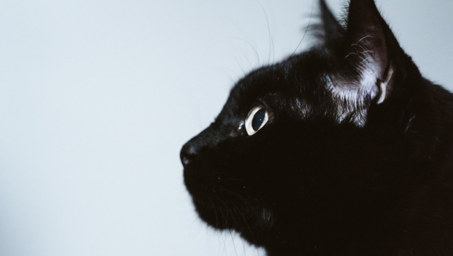 Сургутские волонтеры опасаются пристраивать черных котят в преддверии Хеллоуина