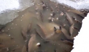 Специалисты назвали причины замора рыбы в Оби близ Сургута