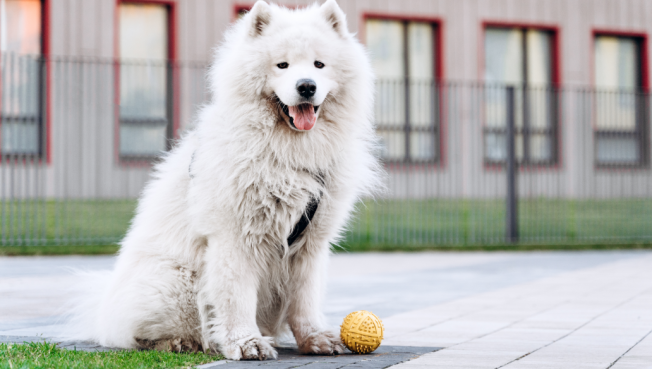 Создание площадок для выгула собак планируют включить в программы благоустройства городов