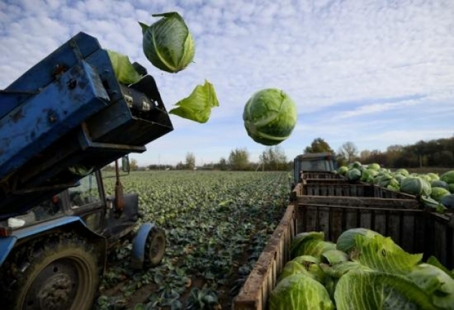 В 2021-м в Югре планируют собрать урожай овощей на уровне прошлого года