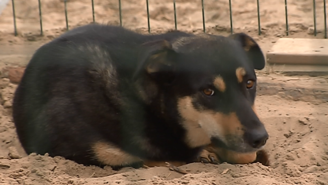 19 бездомных собак в Сургуте обрели хозяев