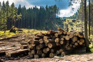 В Югре ведут борьбу с незаконной рубкой леса