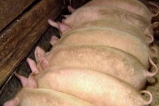 На ферме в Сургутском районе из-за вспышки африканской чумы могут ликвидировать все поголовье свиней