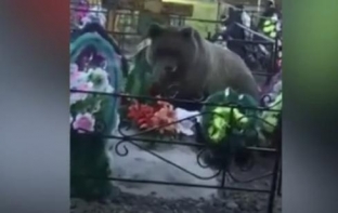 В Ханты-Мансийске медведь пробрался на кладбище и перекусил поминальной едой