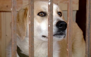 В Сургутском районе может появиться приют для бездомных животных